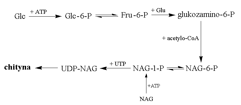 Uproszczony schemat biosyntezy chityny – wyjanienia symboli w tekcie powyej.